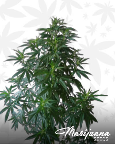 So G Kush