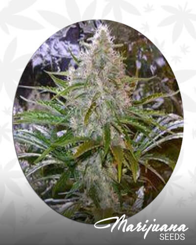 SoCal Master Kush x Uzbekistani Hashplant