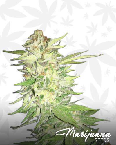SoCal Master Kush
