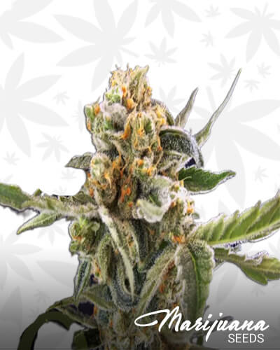 Solodiol Auto
