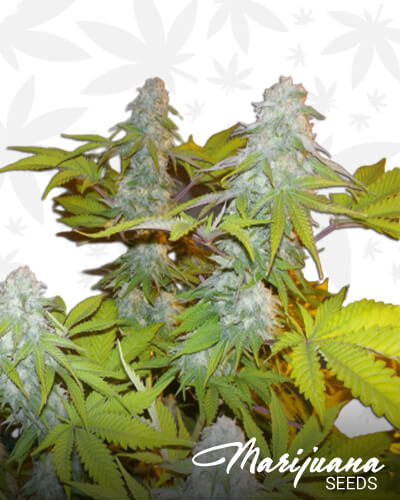 Somango 47Aka The Beast