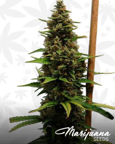 Somango Haze