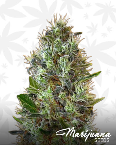 Somango
