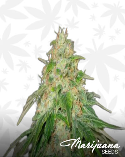 Some Sweet