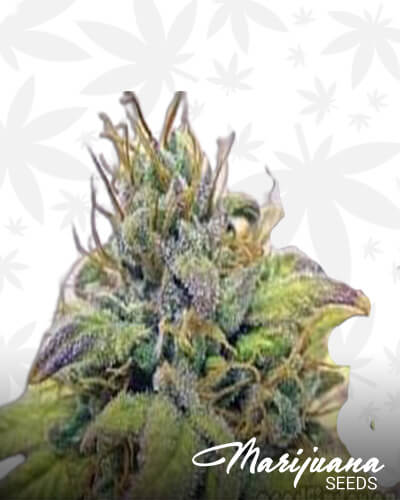Sonoma Black Dawg