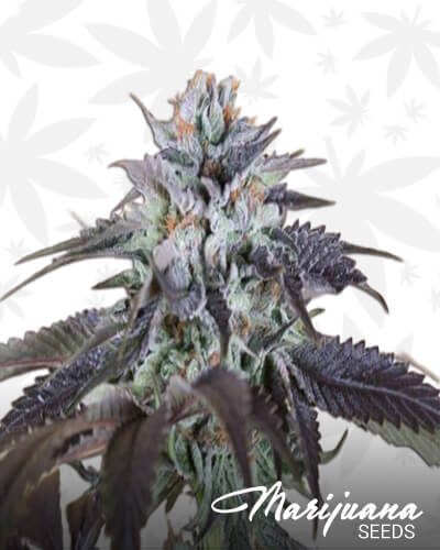 Sonoma Black Kush