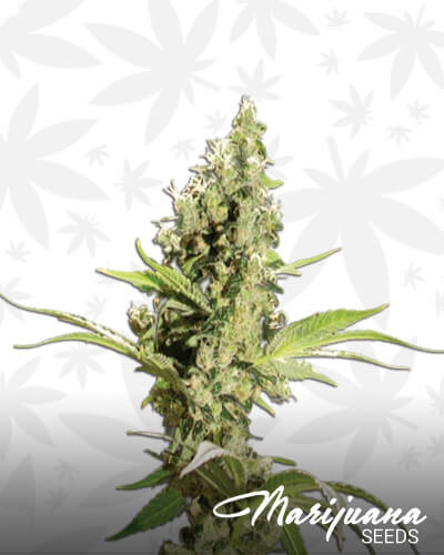 Soul Diesel