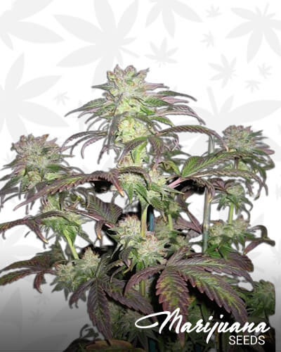 SoulFruit