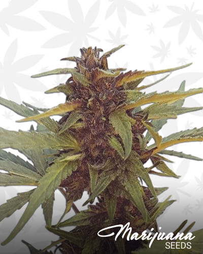Sour 60