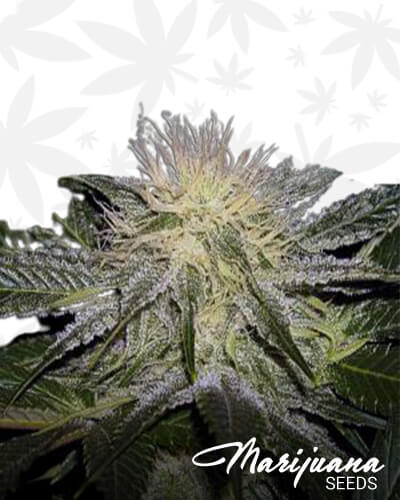 Sour AK
