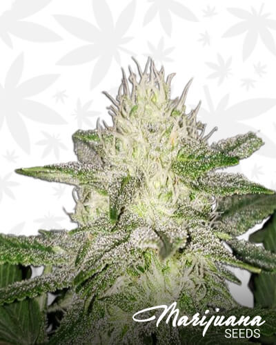 Sour Banana Dubb