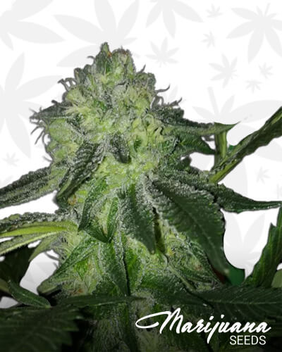 Sour Banana