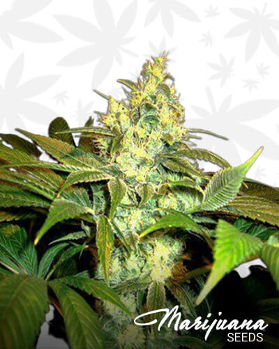 Sour Blackberry Diesel