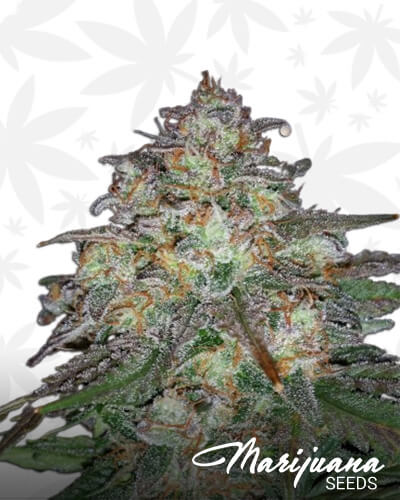 Sour Bubblin’ Crack