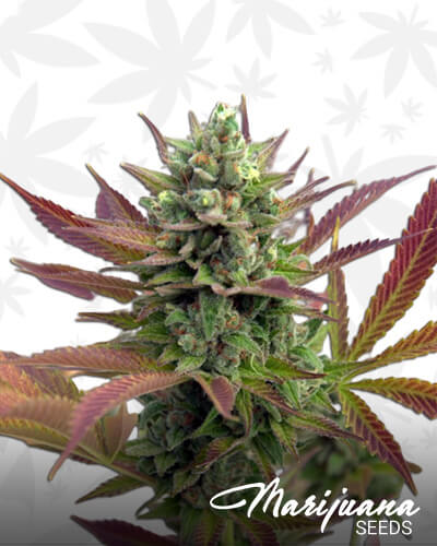 Sour Chelumbian