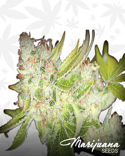 Sour Cherry Kush