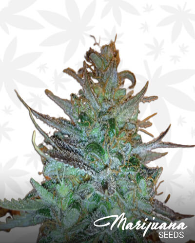 Sour Chiesel