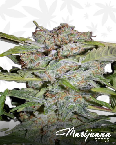 Sour Crack