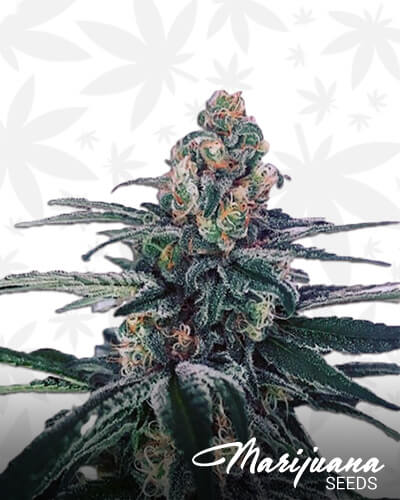 Sour Cup Cookies