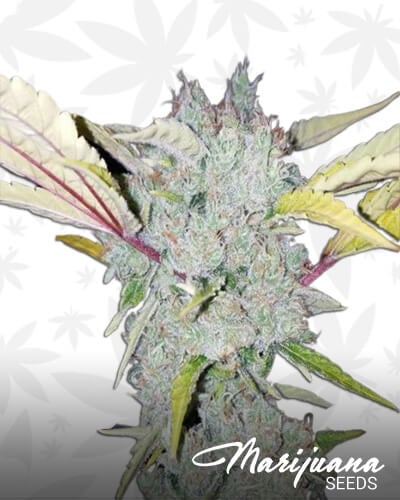 Sour Cyclone