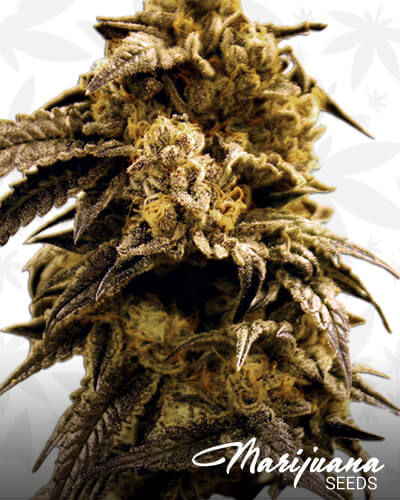 Sour DOG