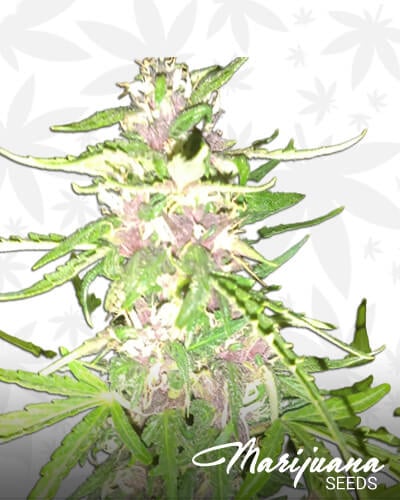 Sour Daddy Auto