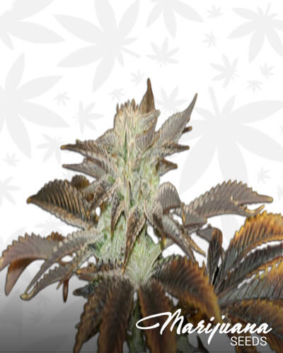 Sour Dawg