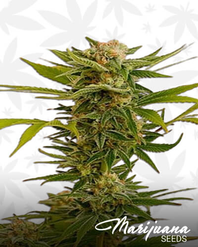 Sour Diesel 2