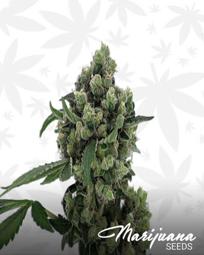 Sour Diesel BX2