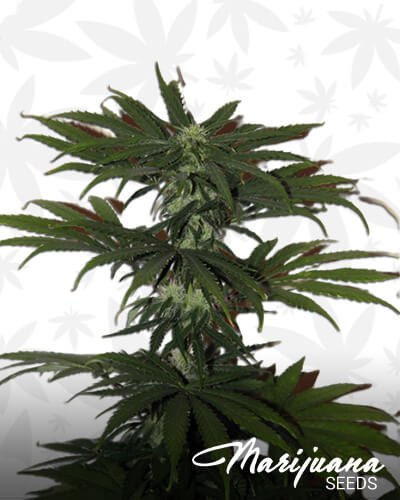 Sour Diesel Haze