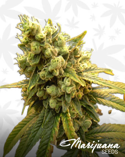 Sour Diesel IBL