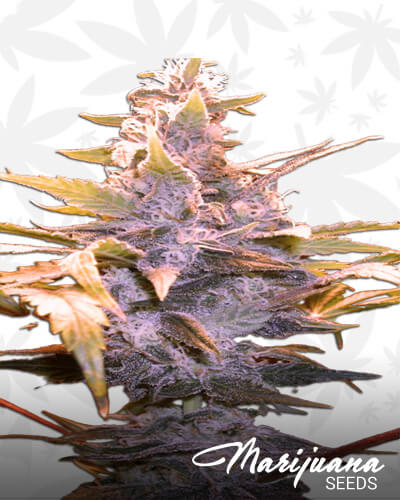 Sour Diesel x Grandaddy Purps