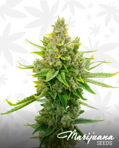 Sour Diesel x OG Kush