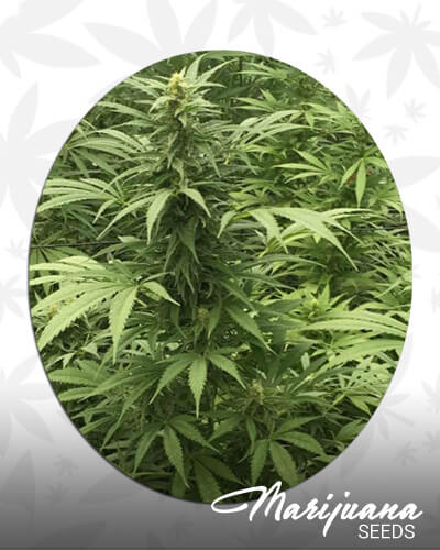 Sour Diesel x SCBDx