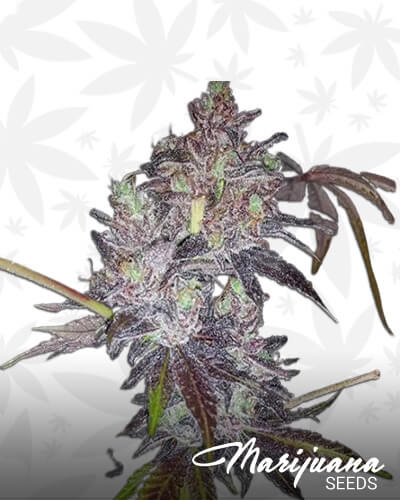 Sour Dosidos