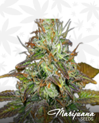 Sour Double Kush