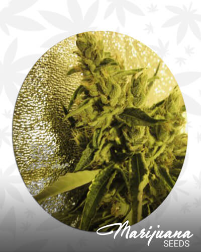 Sour Dragon
