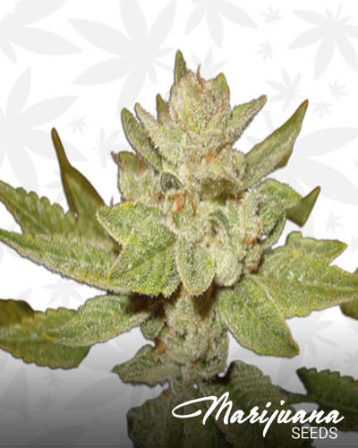 Sour Dubb