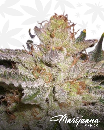 Sour G min