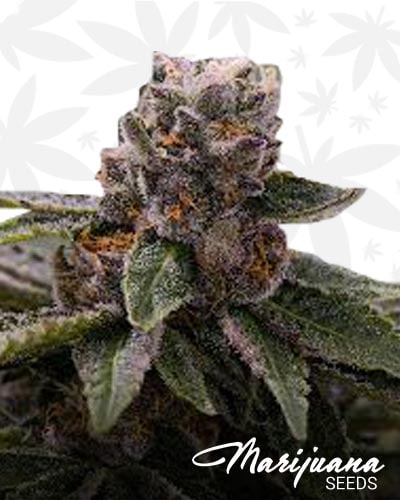 Sour Gelato min