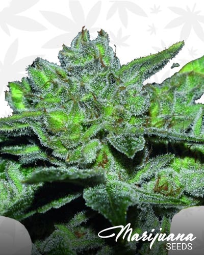 Sour Glue min