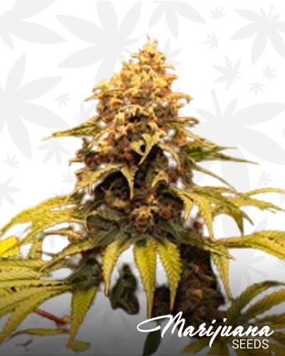 Sour Grape Kush min 2