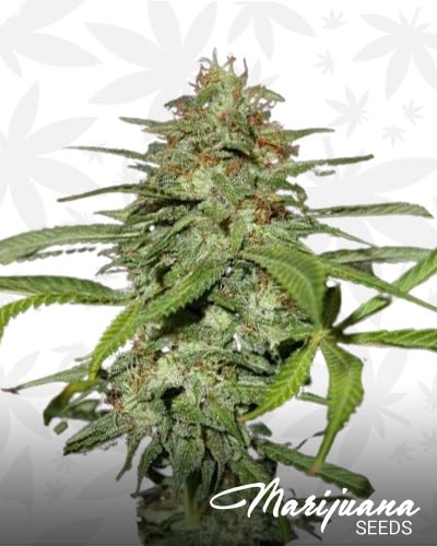 Sour Hazy Jones min
