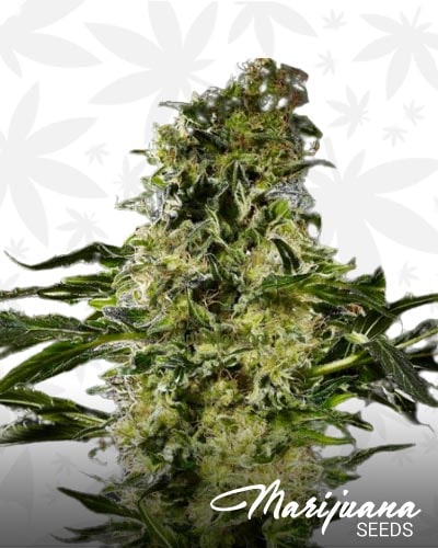 Sour Jack 7 min