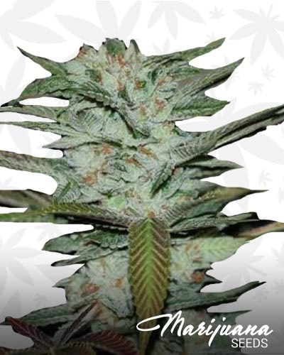 Sour Krush min 1