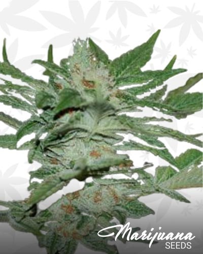 Sour Krypt min 2