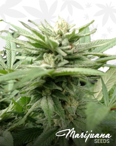 Sour Larry