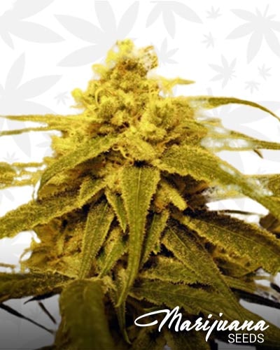 Sour Lemon Haze min