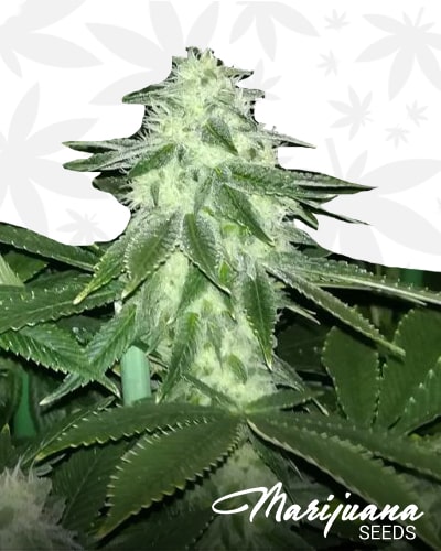 Sour Lemonaid OG min