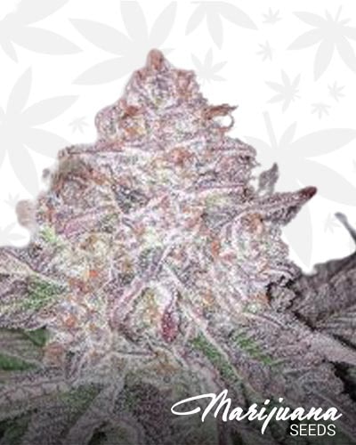 Sour Lemonaid min